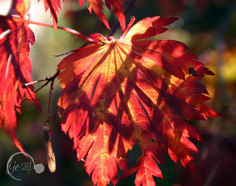 blatt bunt