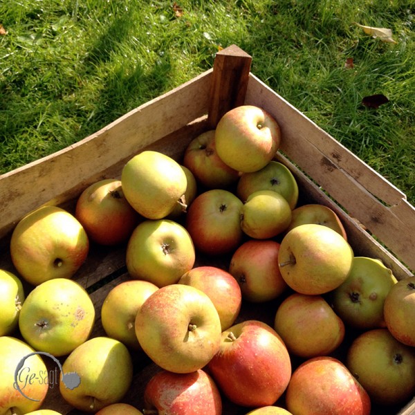 Bild von Äpfeln für die Apfel Marmelade